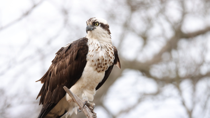 Donate to support rehabilitation of ospreys on Long Island campaign photo, 1 of 3