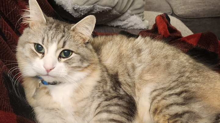 Help us pay for Darby's dental surgery campaign photo, 1 of 7