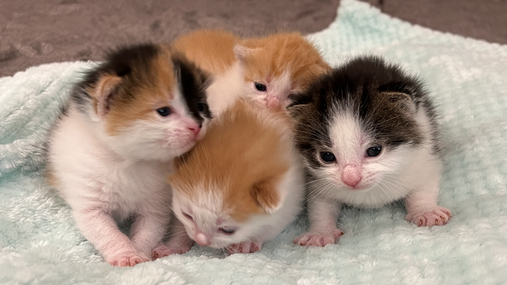 Drei kleine Leben brauchen jetzt unsere Hilfe campaign photo, 1 of 8