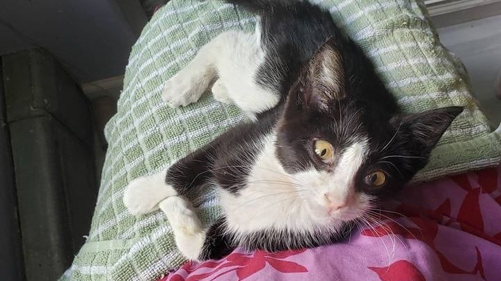 Help With Surgery for Sasha the foster kitten! campaign photo, 1 of 2