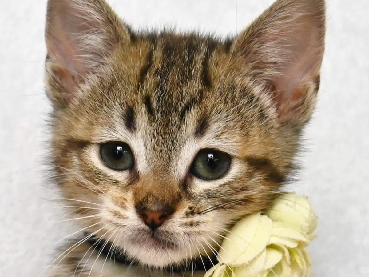 Help My Dad's Best Friend, His beloved Cat campaign photo, 1 of 7