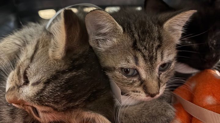 Emergency Vet Care for Rescued Kittens Central Harlem campaign photo, 1 of 11