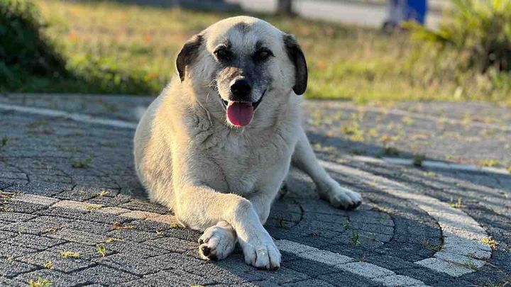 Paws of Honor: Save Our Seniors campaign photo, 1 of 8