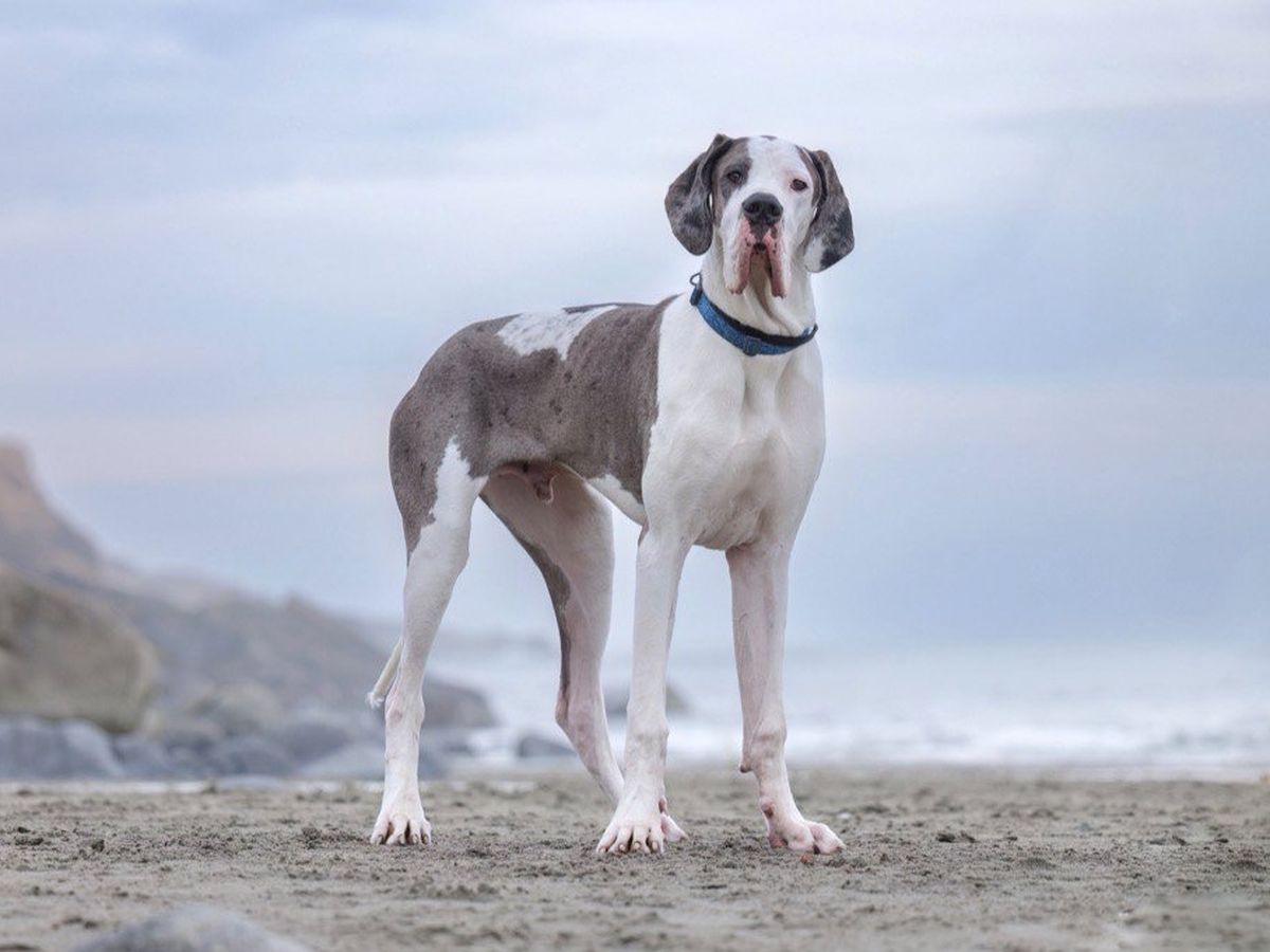 Help Angus: Emergency Surgery for future service dog campaign photo, 1 of 2