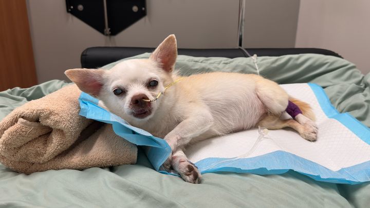 Help Ruby Jean Get Lifesaving Medical Care campaign photo, 1 of 8