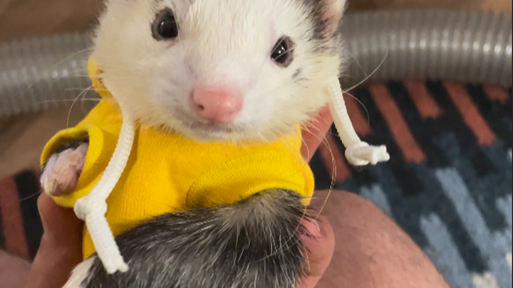 Help Butter the Ferret Get Urgent Surgery campaign photo, 1 of 7