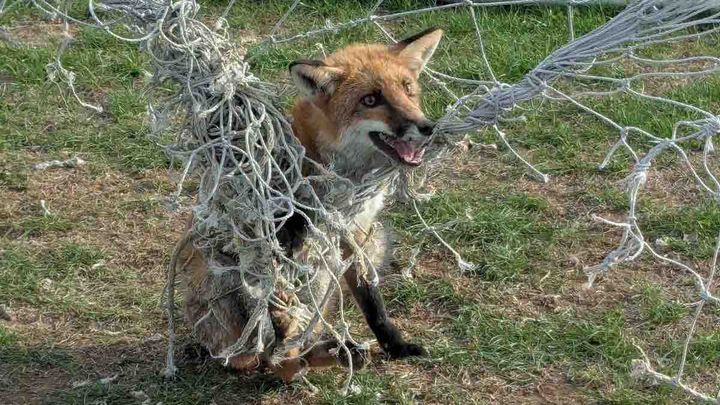CapesWildlifeRescue Donations campaign photo, 1 of 11
