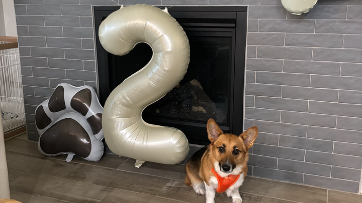 Save Our Corgi Ollie from Cancer campaign photo, 1 of 7