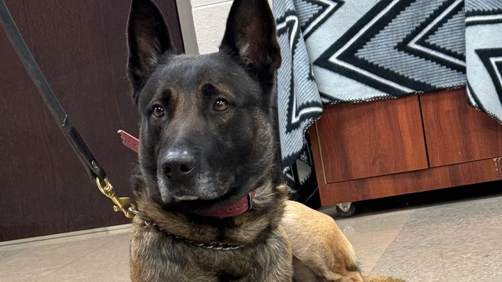 Support K9 Spike’s Medical Care in Retirement campaign photo, 1 of 8