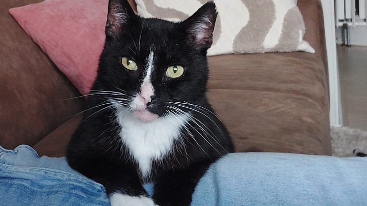 Help Henry met zijn gebit campaign photo, 1 of 8