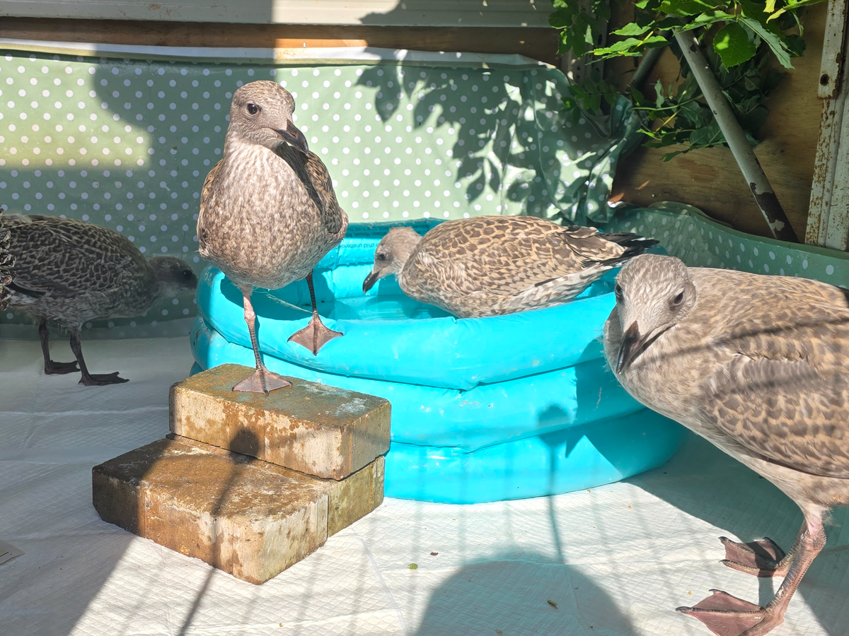 North Wales Wild Bird Care campaign photo, 1 of 4