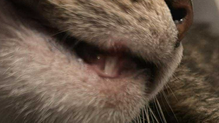 Save Lupin: Emergency Medical Fund campaign photo, 1 of 8