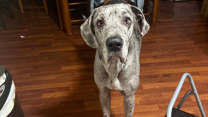 Urgent Surgery for Thor: Aid Chase and Max campaign photo, 1 of 5