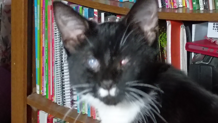 Help Morticia Heal: Kitten Eye Surgery campaign photo, 1 of 5