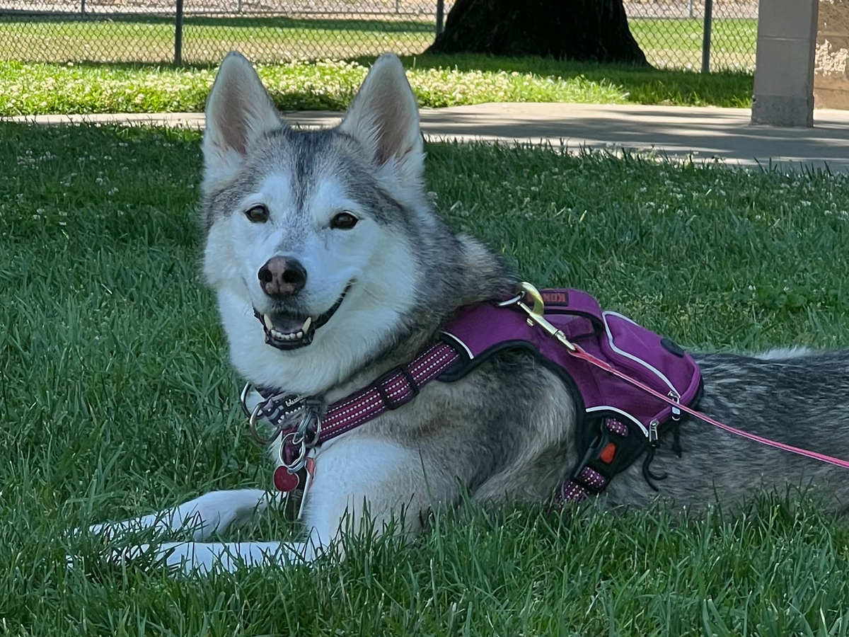 Help Jade, Our Brave Husky, Walk Again After Injury campaign photo, 1 of 8