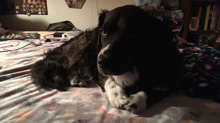 Help Jack, My Rescue Dog, Fight Cancer campaign photo, 1 of 3