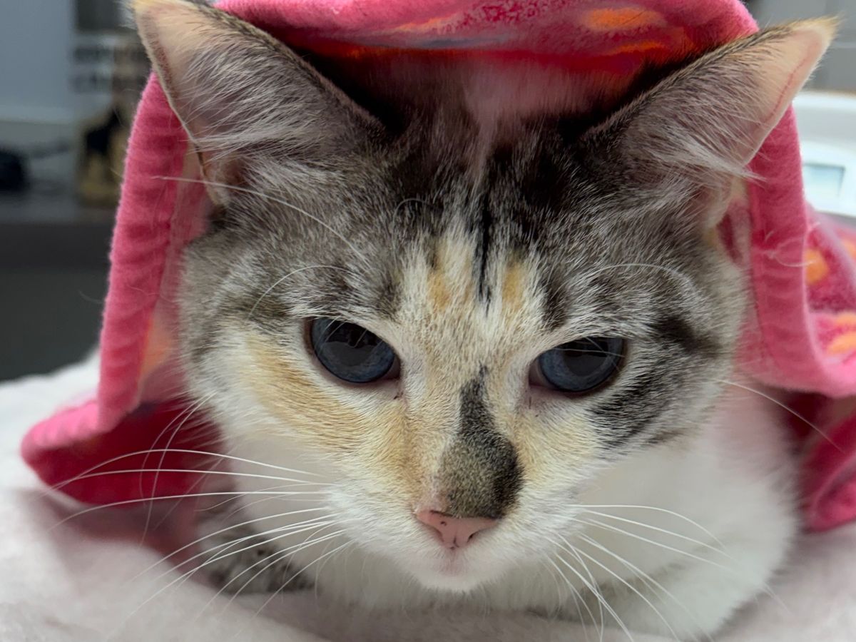 Help cover Maple’s vet bill campaign photo, 1 of 5