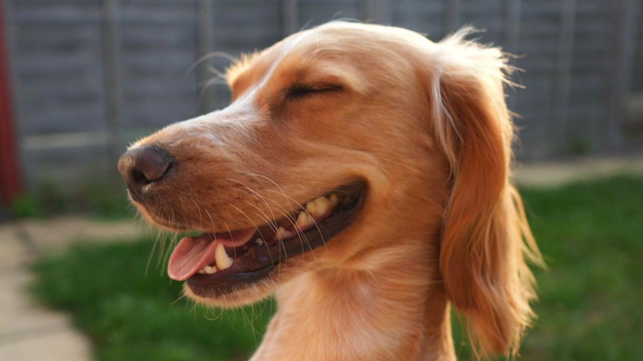 Help Archie our Cocker Spaniel fight for his life campaign photo, 1 of 8