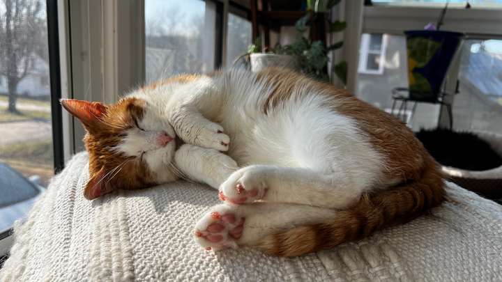 Support Bernie’s Life-Saving Surgery campaign photo, 1 of 8