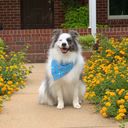 Profile photo of Stephanie Fogleman