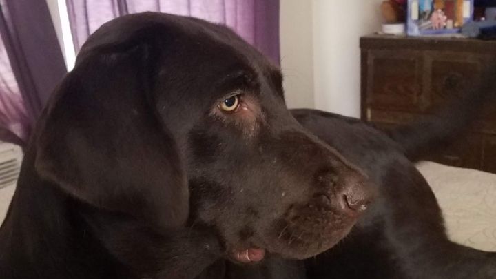 Save Clementine: Emergency Surgery for Mom's Best Friend