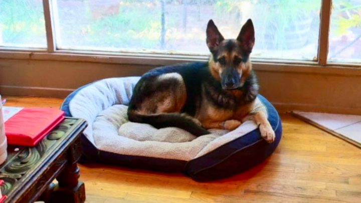 Please help 86 yr old Chet’s Best Friend