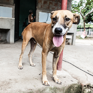perros  criollos