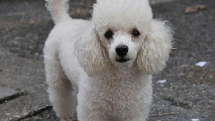 Tobi's Medical Bills campaign photo, 1 of 3