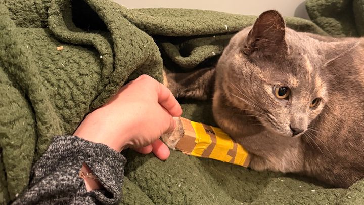 Help Smokey Get Life-Saving Surgery campaign photo, 1 of 8