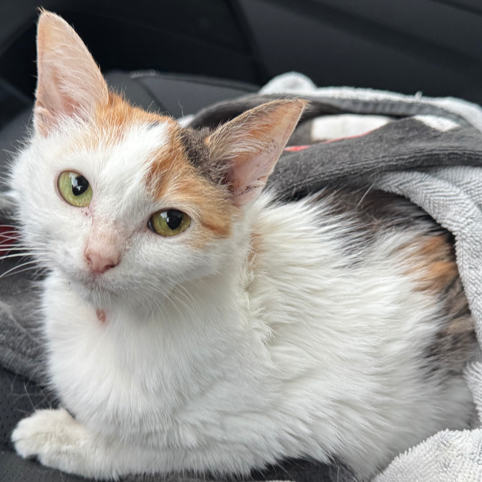 Fundraiser by Shannon Sanzi : Donate to Save Peachy's Life and