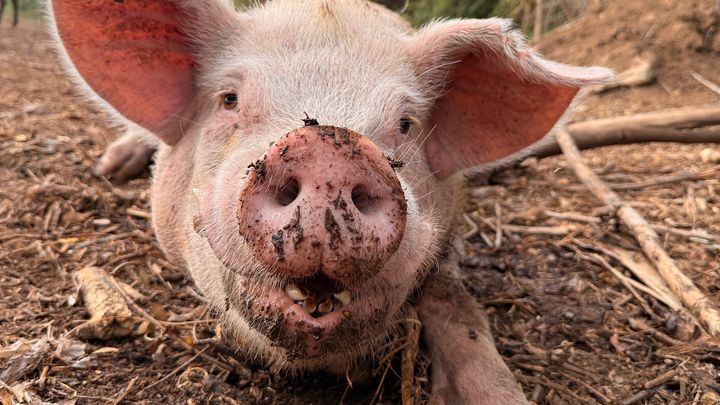 Help Jurutungo Adopt Roaming Pig After Severe Dog Attack campaign photo, 1 of 2