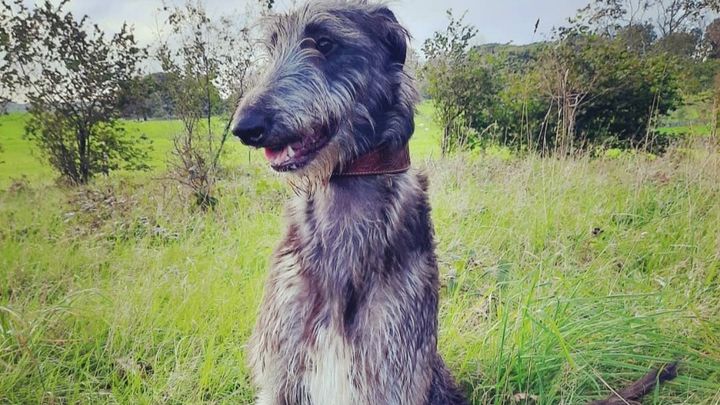 The deerhound best sale