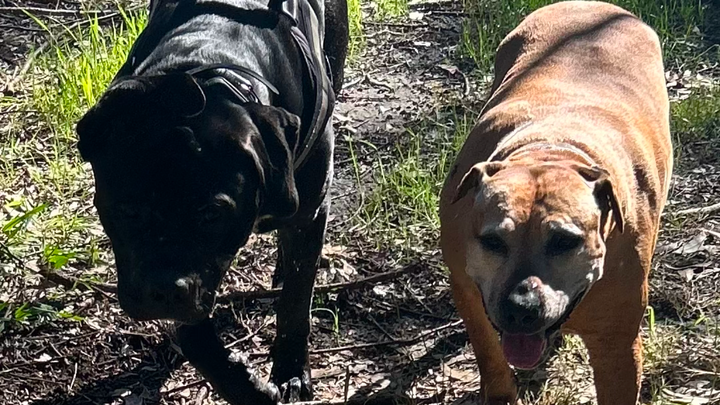 Please help our puppies healing journey campaign photo, 1 of 8
