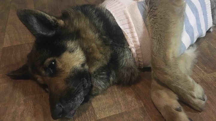 Help Sydney Shepherd get heart worm treatment campaign photo, 1 of 2