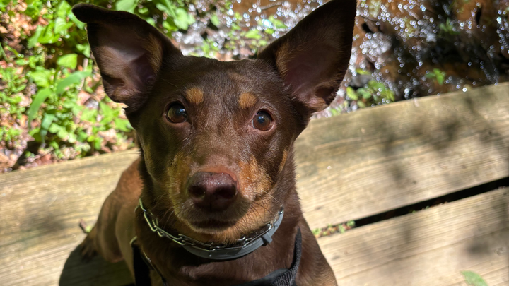 Support Jinx's ACL Surgery Recovery campaign photo, 1 of 8