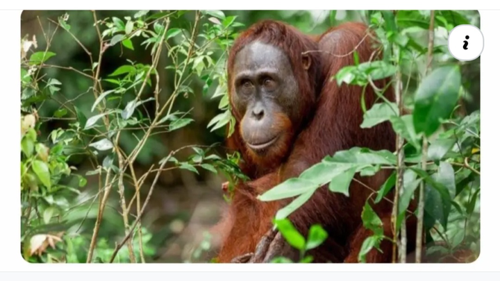 Esme's fundraising for Borneo 2027 campaign photo, 1 of 3
