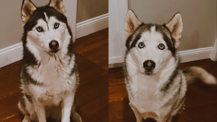 Help Kai and Luna Get Urgent Surgeries campaign photo, 1 of 8