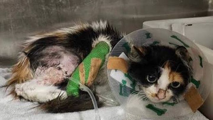 Help Lana Recover from the Pitbull Attack campaign photo, 1 of 4