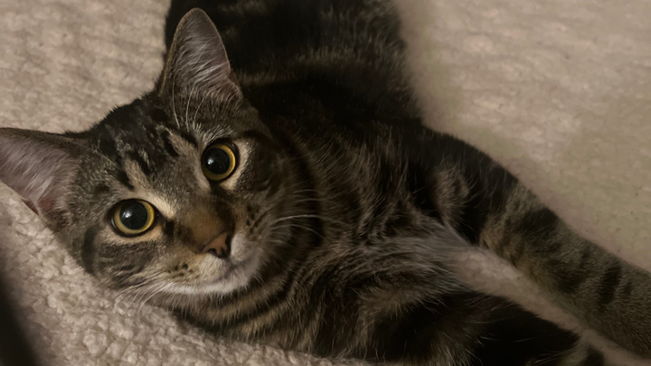 Help Juno Recover: Emergency Vet Care campaign photo, 1 of 8