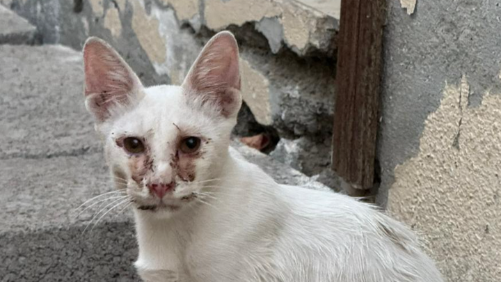 The Harsh Reality for a small colony of dumped cats in UAE campaign photo, 1 of 6