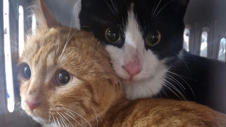 Help donate towards County Road Indoor Rescue campaign photo, 1 of 8
