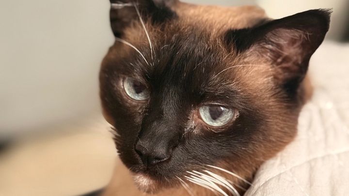 Help Us Recover From Vet Bills & Losing Charlie campaign photo, 1 of 10