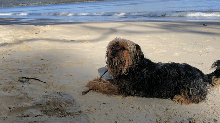 Support Surgery for Coco-Melanoma tumour & mammary lumps. campaign photo, 1 of 8