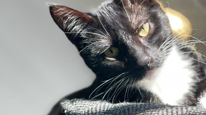 Help Sabrina Fight FIP: Urgent Medical Needs campaign photo, 1 of 5