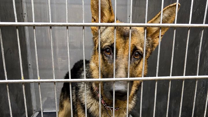 Raya's Second Chance Through RafStar K9 campaign photo, 1 of 4