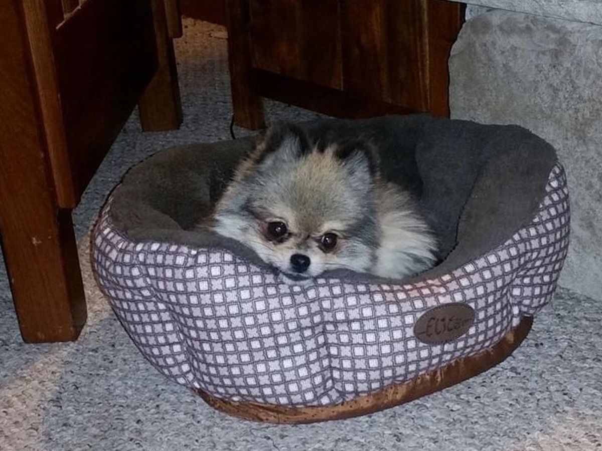 Roger the Chihuahua-Pomeranian Needs a Home