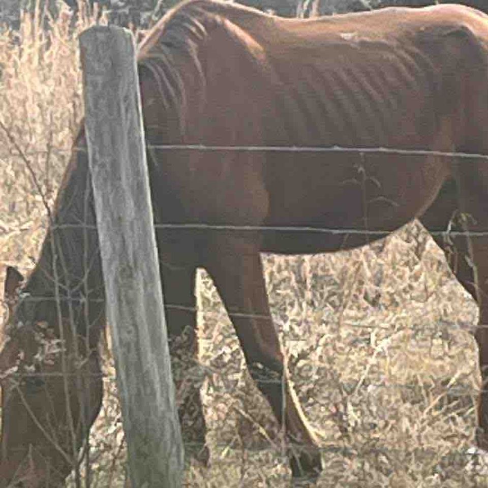 Help Rescue & Rehabilitate a Neglected Horse
