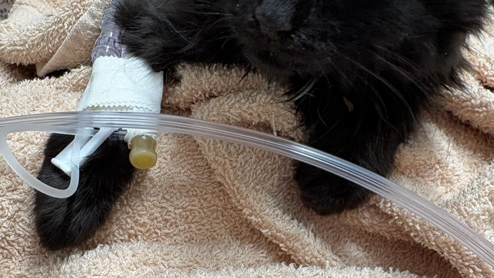 Support Pawswatch to continue Veterinary support. campaign photo, 1 of 2
