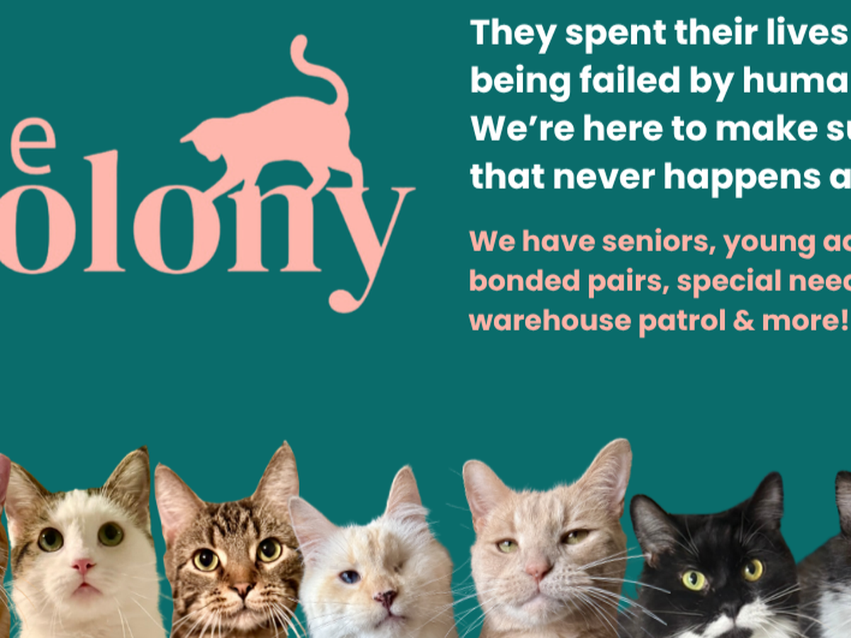 Support Colony Cat Advocates' Vital Work campaign photo, 1 of 3