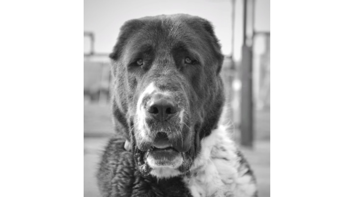 Raising aid in memory of Bear for The Barn Animal Rescue campaign photo, 1 of 3